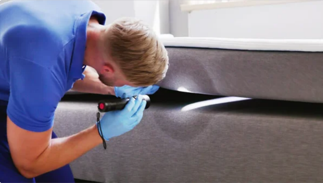 bed bug extermination