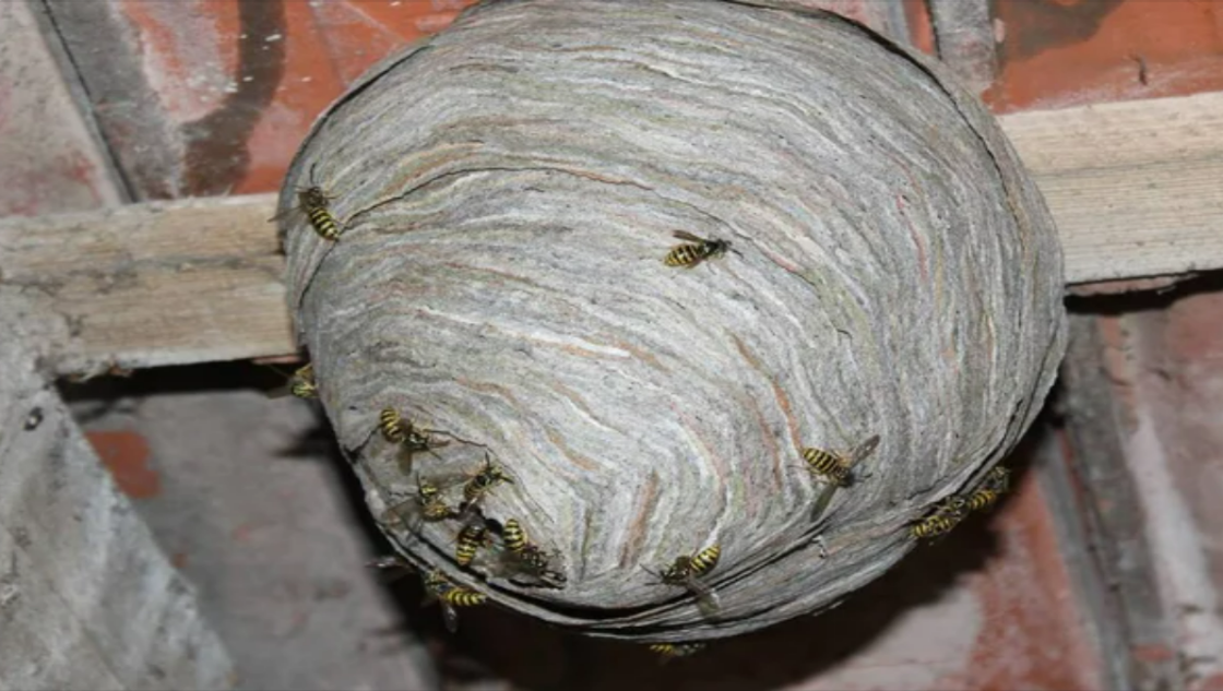 wasp nest
